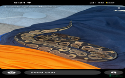 Python Snake reptiles for sale: Royal python  - Image 2