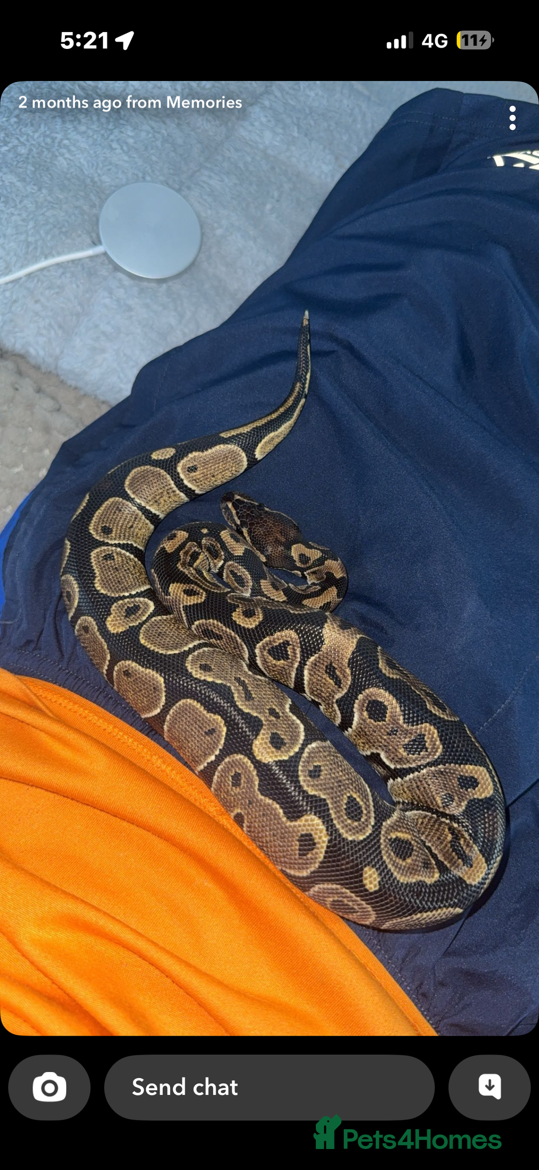 Python Snake reptiles for sale: Royal python  - Image 2
