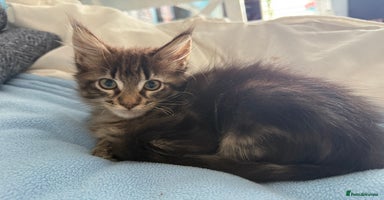 Maine Coon cats - Advert 10