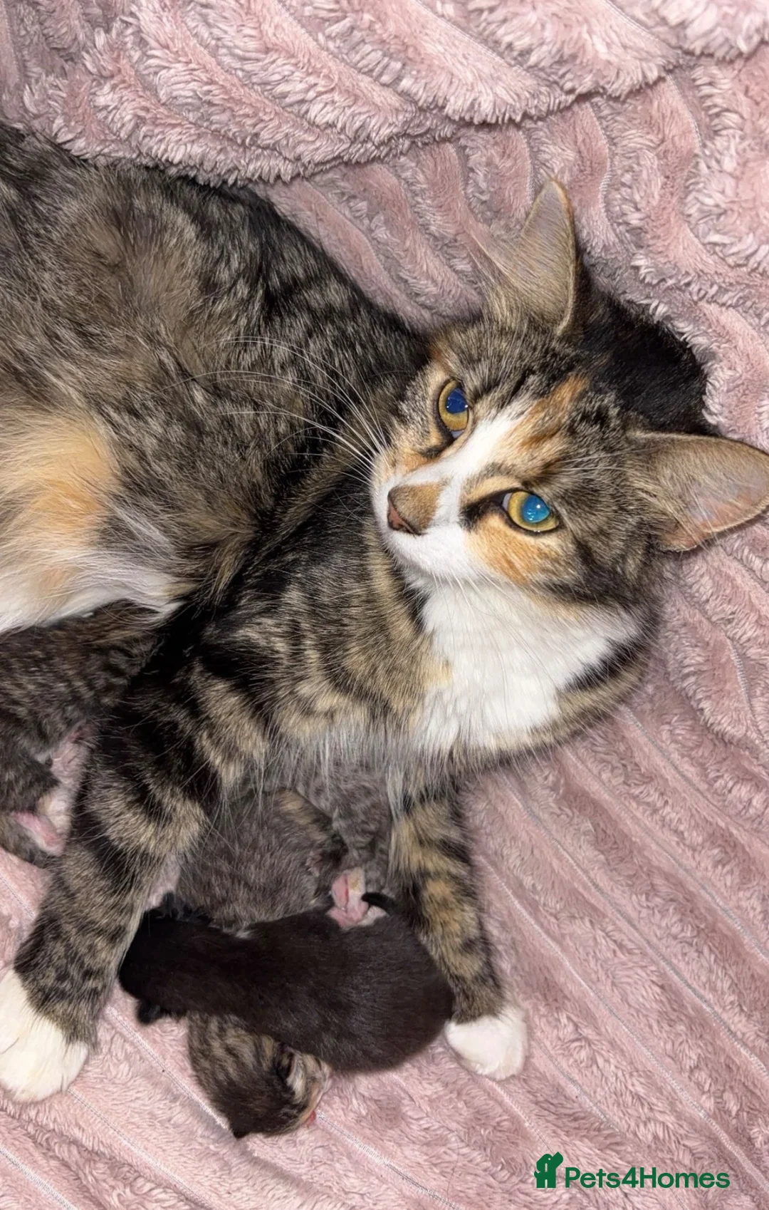 Mixed Breed cats for sale: Gorgeous Mixed breed fluffy kittens  - Advert 2