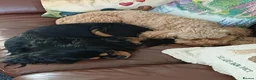 Cavapoo dogs for sale: Beautiful Cavapoo Puppies in Darlington - Advert 17