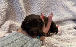 Cockapoo dogs for sale: F1 health clear stunning cockapoos - Image 29