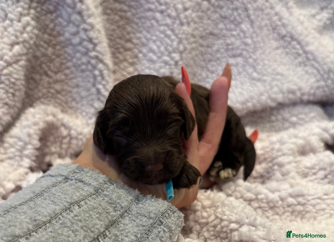 Cockapoo dogs for sale: F1 health clear stunning cockapoos - Image 29
