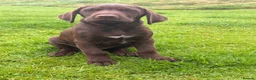 Mixed Breed dogs for sale: BITCH NOW AVAILABLE! GWP X Labrador puppies - Advert 5