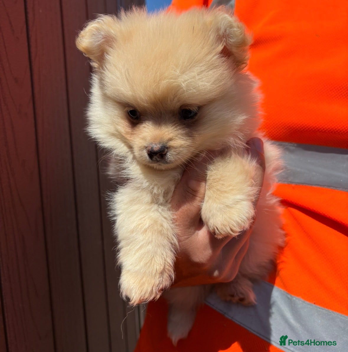 Pomeranian dogs Pomeranian Boy - Advert 5