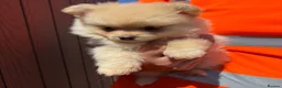 Pomeranian dogs for sale: Pomeranian Boy - Advert 1