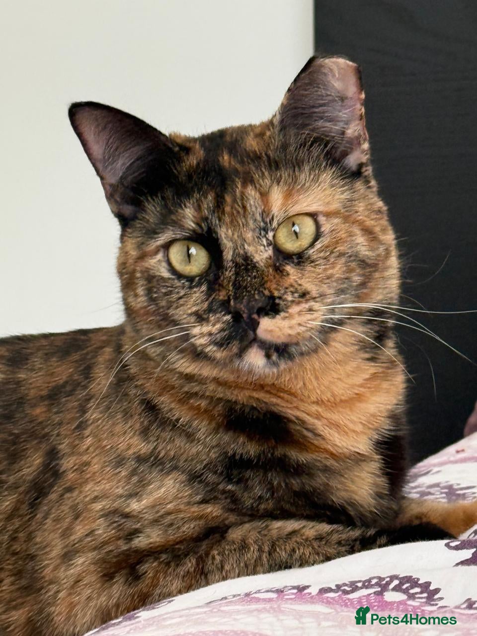 Mixed Breed cats LOTTI - TORTOISHELL GIRL VERY AFFECTIONATE SPAYED - Advert 1