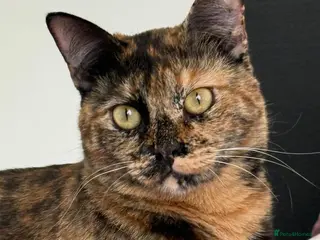 Mixed Breed cats LOTTI - TORTOISHELL GIRL VERY AFFECTIONATE SPAYED - Advert 4