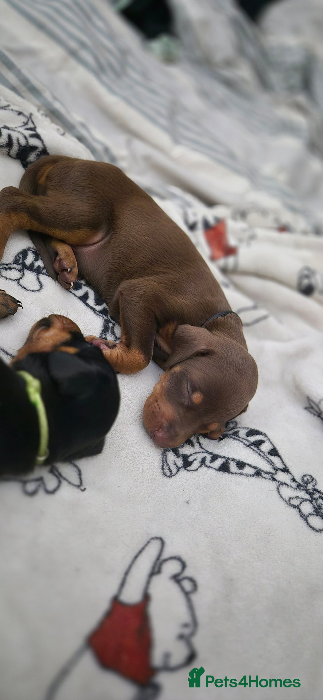 Dobermann dogs for sale: Dobermanns for Sale - Advert 9