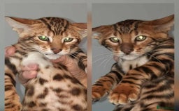 Toyger cats for sale: STUNNING TICA REG, PEDIGREE TOYGER CUBS - Image 5