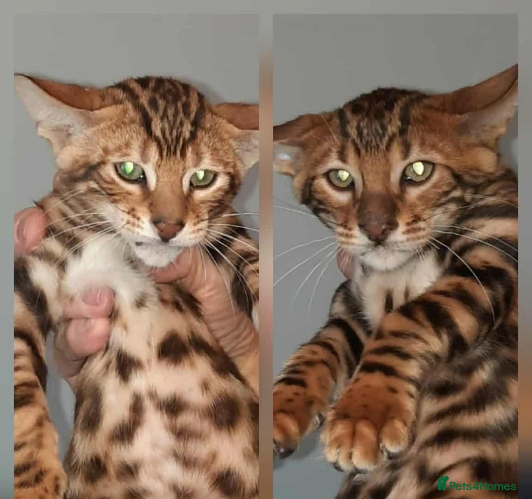 Toyger cats for sale: STUNNING TICA REG, PEDIGREE TOYGER CUBS - Image 5