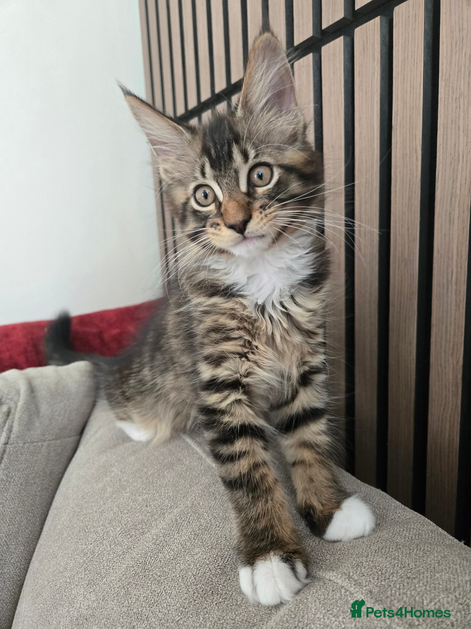 Maine Coon cats 3 Maine Coon kittens. - Advert 18