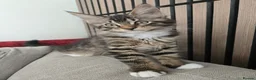 Maine Coon cats for sale: 3 Maine Coon kittens. - Advert 10