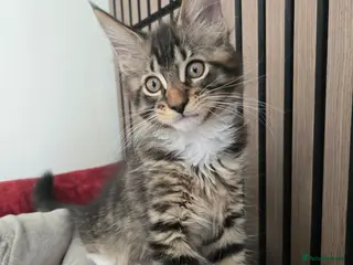 Maine Coon cats 3 Maine Coon kittens. - Advert 18