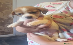 Mixed Breed dogs for sale: Dashound x shih tuz  - Image 2