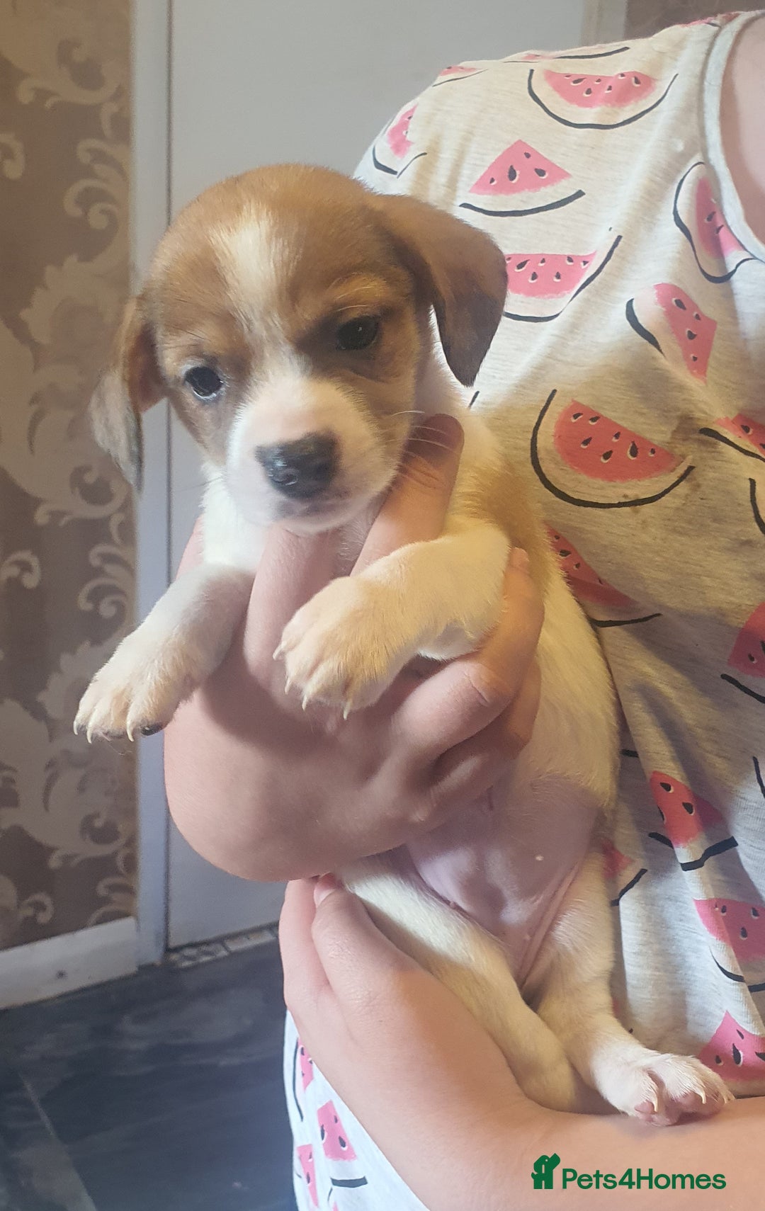 Mixed Breed dogs for sale: Dashound x shih tuz  - Image 2