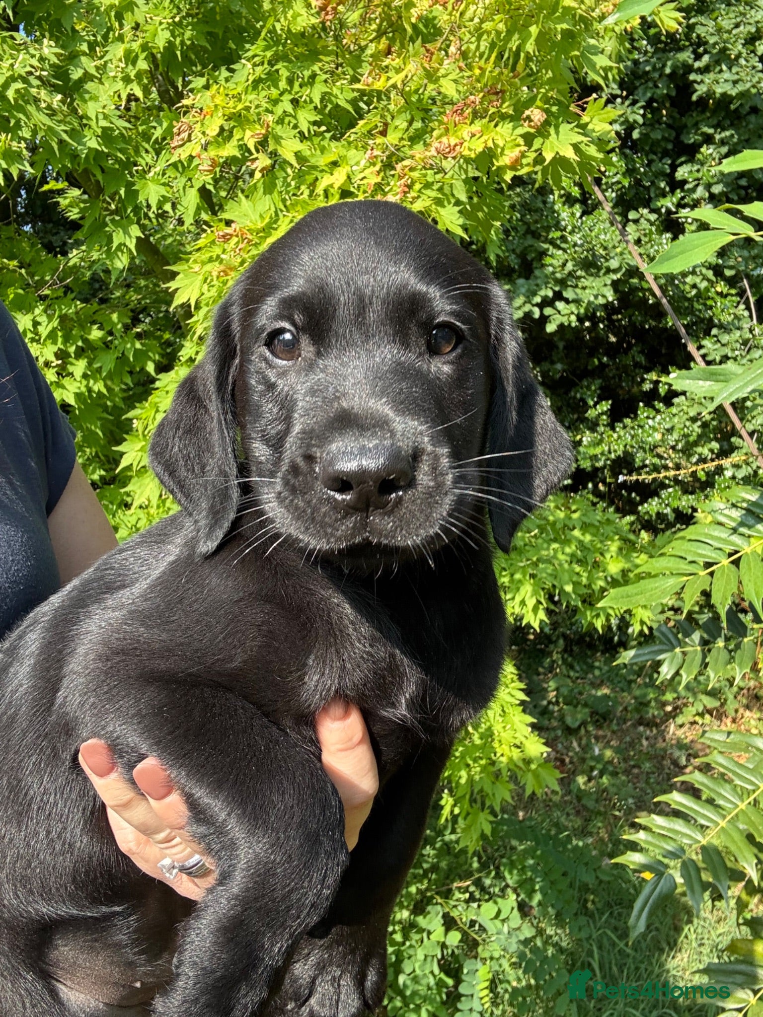 Labrador Retriever dogs Wonderful Labrador Pups  - Advert 1
