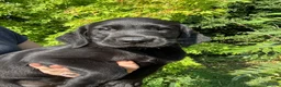 Labrador Retriever dogs for sale: Wonderful Labrador Pups  - Advert 1