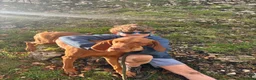 Hungarian Vizsla dogs for sale: 🌟Stunning, strong health tested KC pups 🌟  - Advert 10