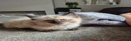 Ragdoll cats for sale: Pure Ragdoll KIttens - Advert 11