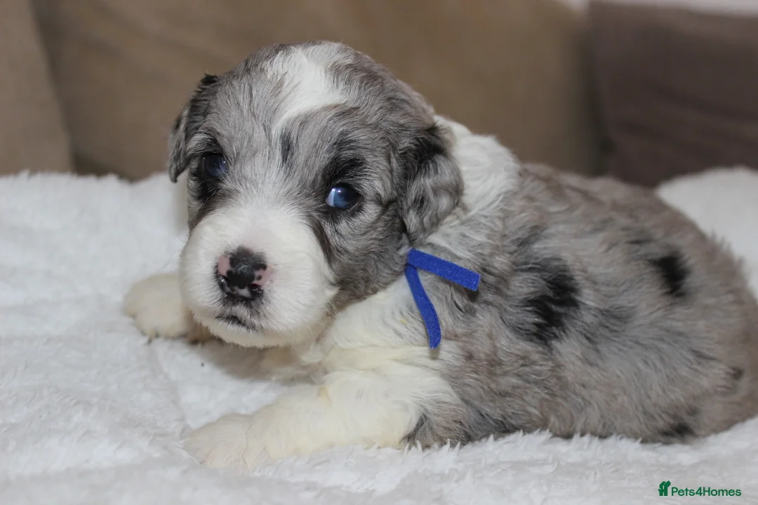 Aussiedoodle dogs for sale: Aussiedoodle F1 Health Tested KC registered parent - Advert 2