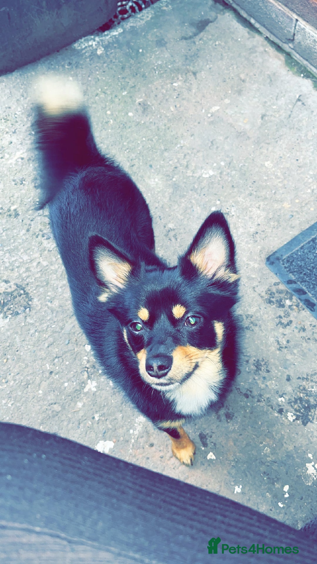 Pomchi dogs for sale: Lovely Male Pomchi - Image 1