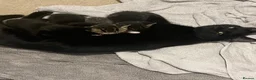 Domestic Shorthair cats for sale: Domestic shorthair kittens - Advert 4