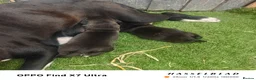 Staffordshire Bull Terrier dogs for sale: staffordshire bull terrier - Advert 9