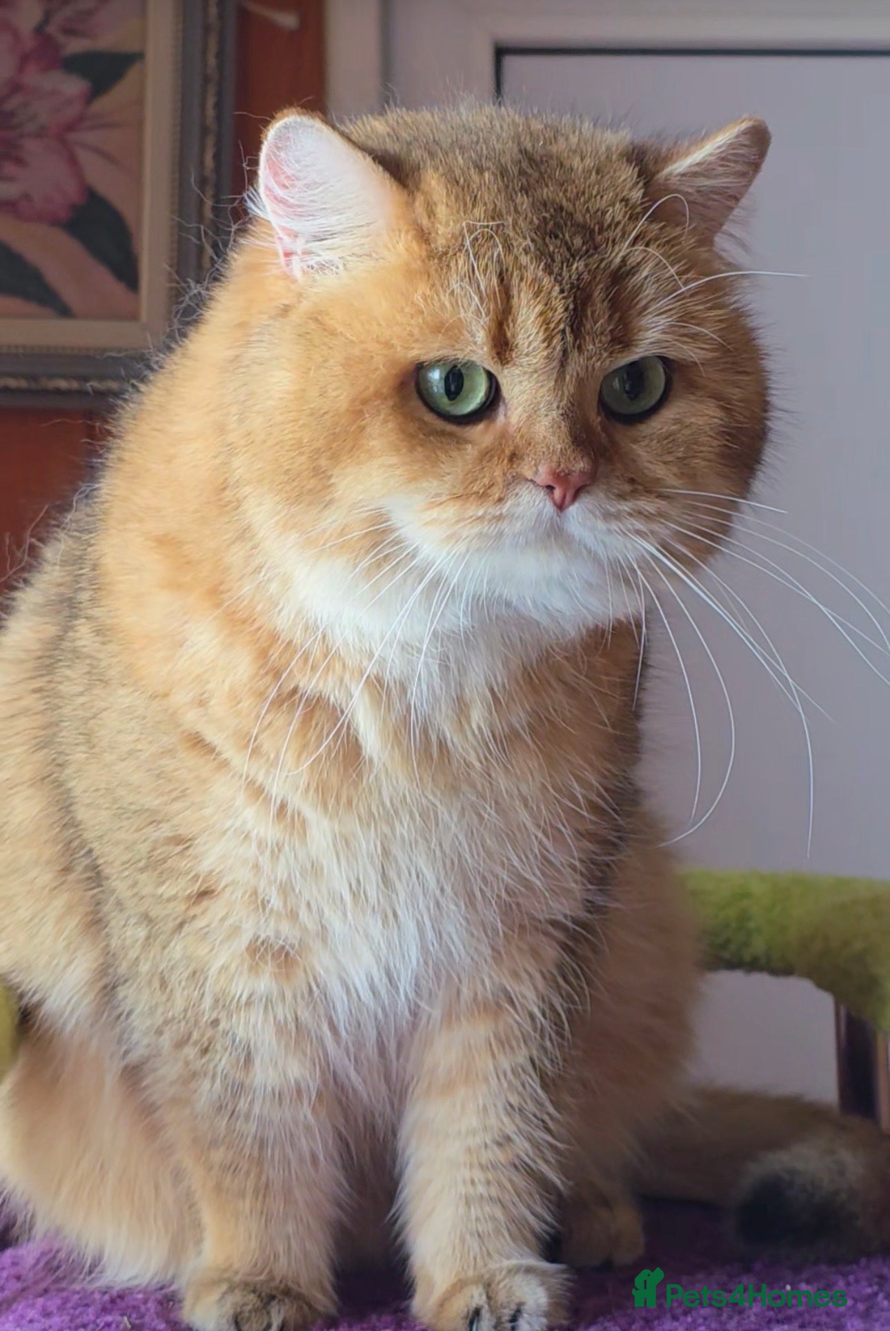 British Shorthair cats 👑 TICA GOLDEN SHADED NY12 BOY FOR STUD 👑🧸 - Advert 4