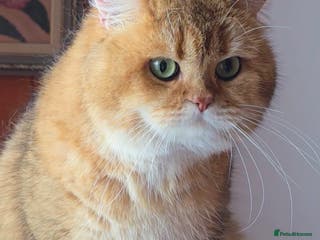 British Shorthair cats 👑 TICA GOLDEN SHADED NY12 BOY FOR STUD 👑🧸 - Advert 1