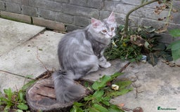 Maine Coon cats for sale: 3 Adorable Female Maine coon Kittens - Image 3