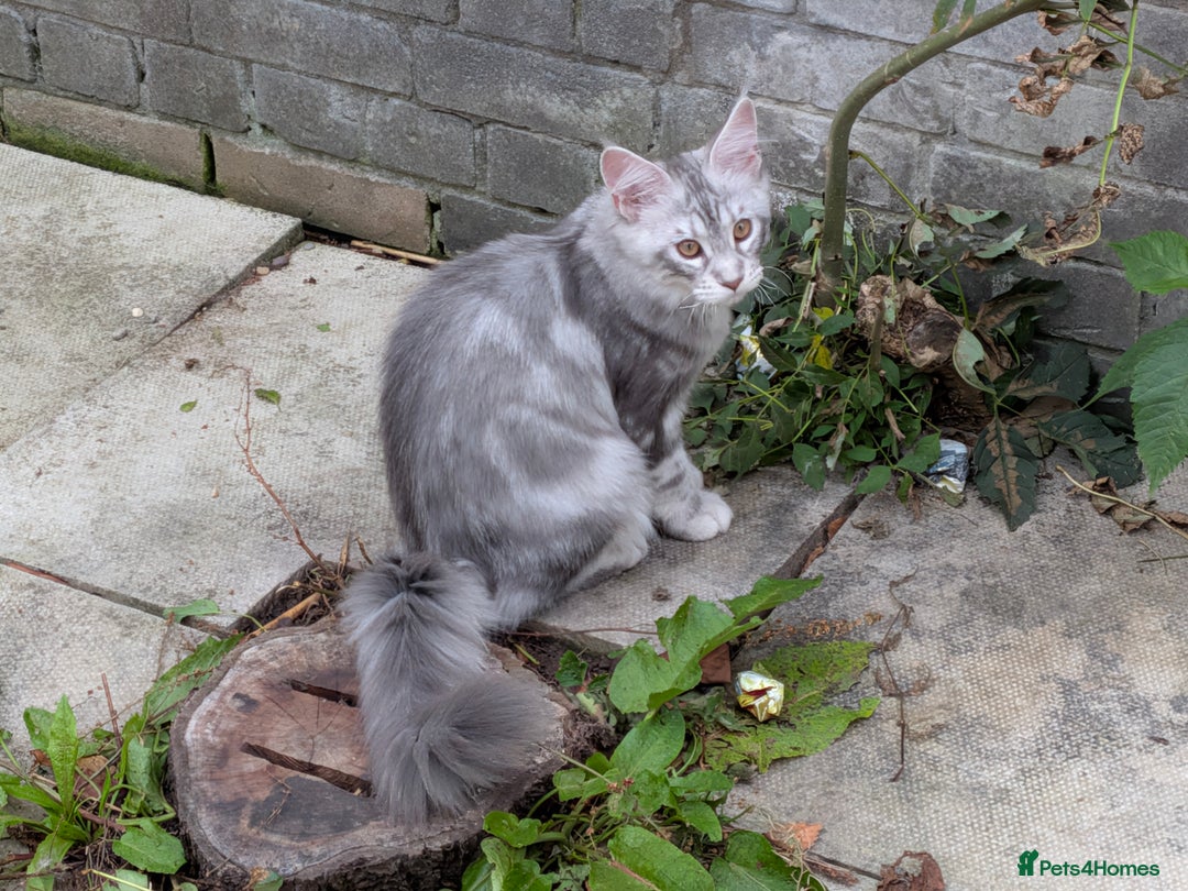 Maine Coon cats for sale: 3 Adorable Female Maine coon Kittens - Image 3