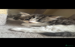 Domestic Shorthair cats for sale: 4 gorgeous kittens for sale - Image 2