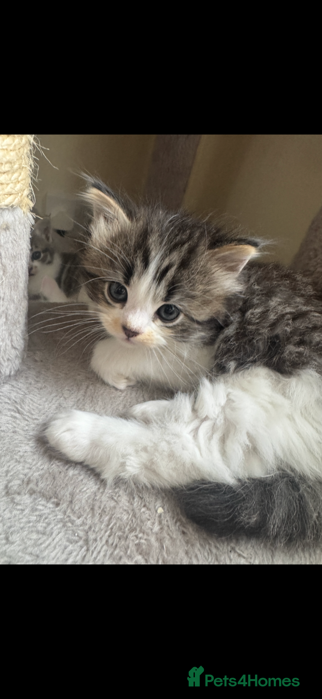 Domestic Shorthair cats for sale: 4 gorgeous kittens for sale - Image 2