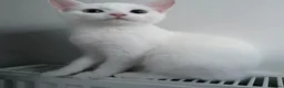 Mixed Breed cats for sale: 4 month old female kitten - Advert 7