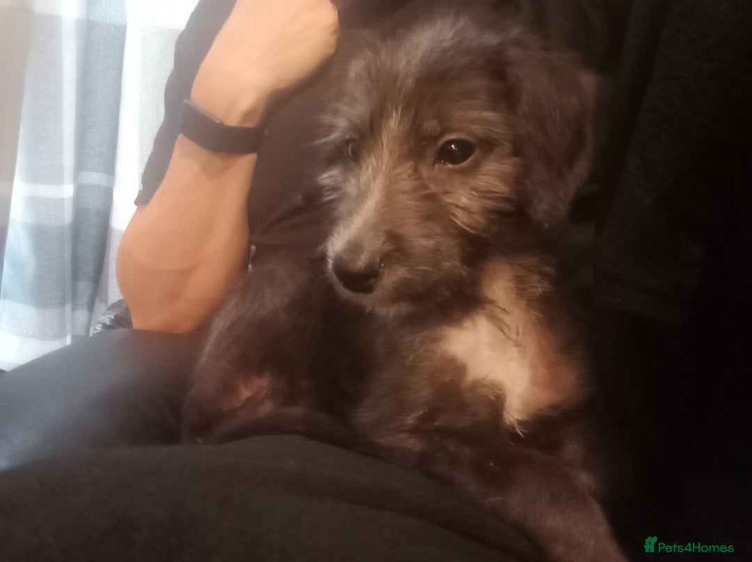 Mixed Breed dogs for sale: Lutcher X Labradoodle  - Advert 4