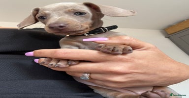 Miniature Dachshund dogs - Advert 1
