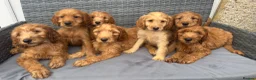 Goldendoodle dogs for sale: 🐾7 beautiful goldendoodles ready now🐾 - Advert 7