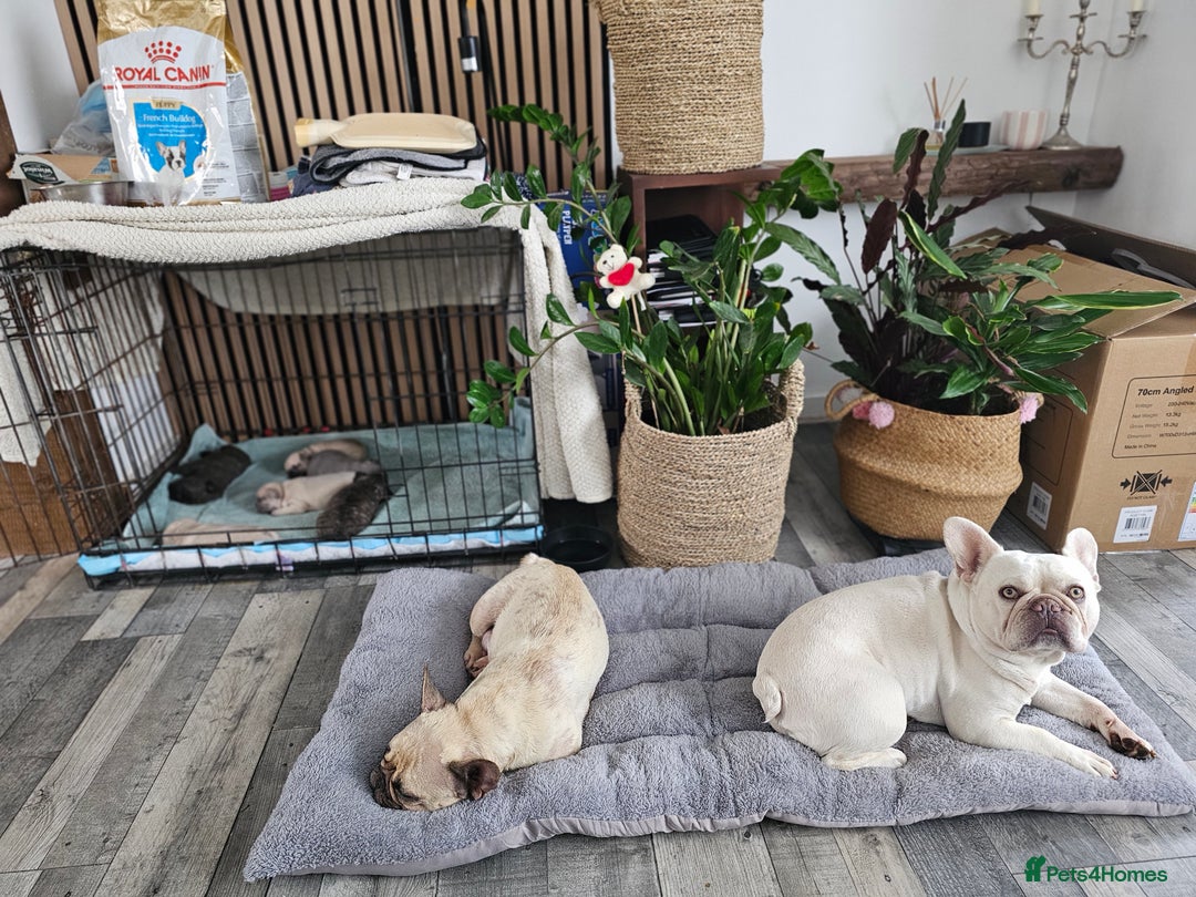French Bulldog dogs for sale: French bulldog puppies  - Image 20
