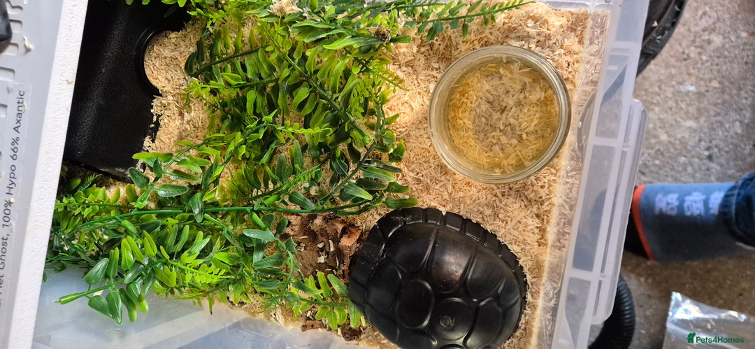 Snake reptiles for sale: Pair of hognose snakes cb23 - Image 4