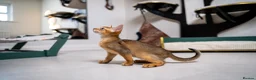 Abyssinian cats for sale: Caspian Boy - elegant, unique champion line🥇 - Advert 30