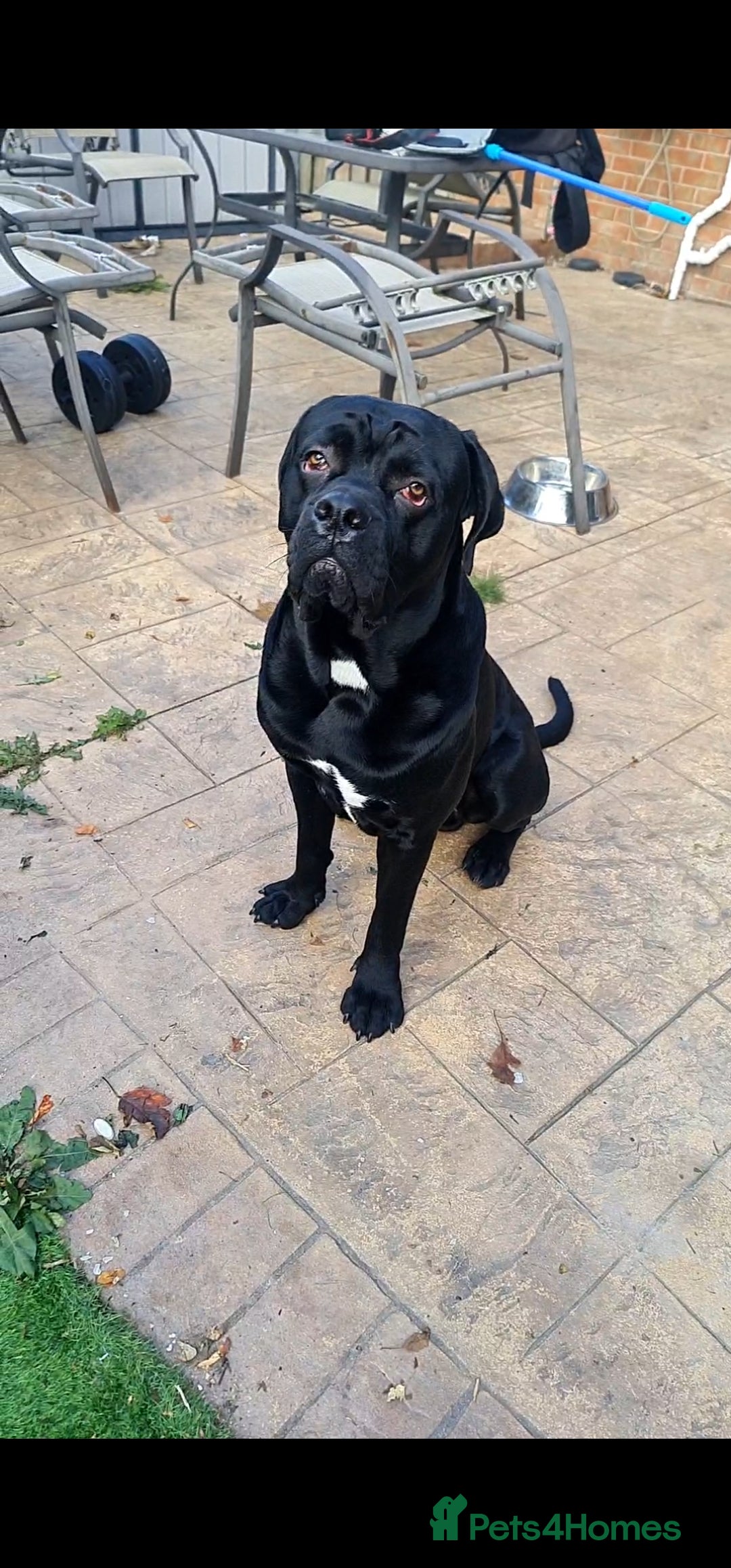 Cane Corso dogs for sale: Cane corso puppies ready to leave now - Image 37
