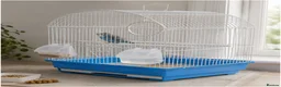 Budgerigars birds for sale: Budgies with Complete setup and Cage - Advert 8