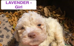 Lagotto Romagnolo dogs for sale: Stunning Litter of Pedigree Lagotto Romagnolo Pups - Image 20
