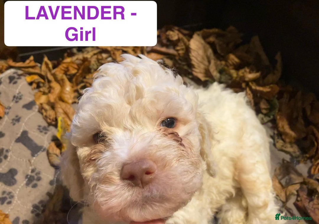 Lagotto Romagnolo dogs for sale: Stunning Litter of Pedigree Lagotto Romagnolo Pups - Image 20