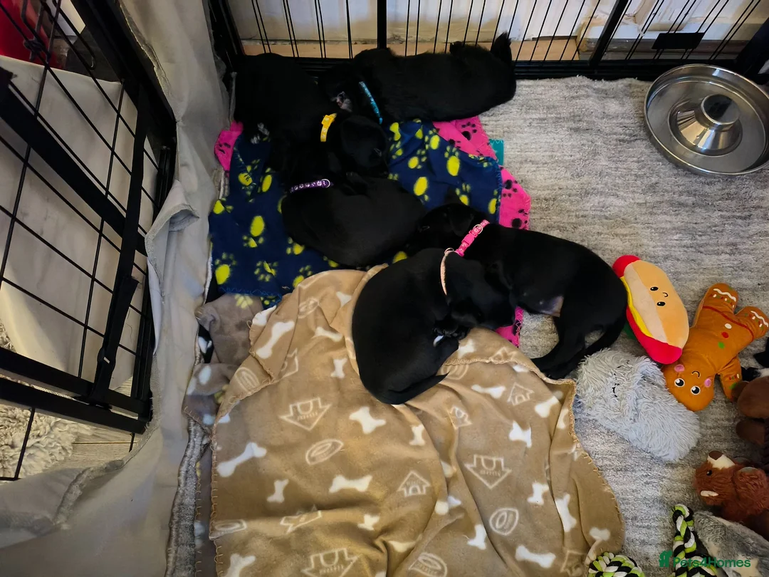 Mixed Breed dogs for sale: Patterdale terrier puppies  - Advert 1
