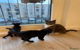Mixed Breed cats for sale: Mother Cat & Female Kitten Looking for Loving Home - Image 1