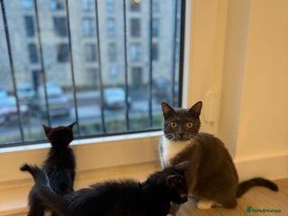 Mixed Breed cats - Advert 2