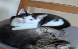 Domestic Shorthair cats for sale: Kind Homes Only – 4 Beautiful Healthy Kittens in Edgware - Image 22