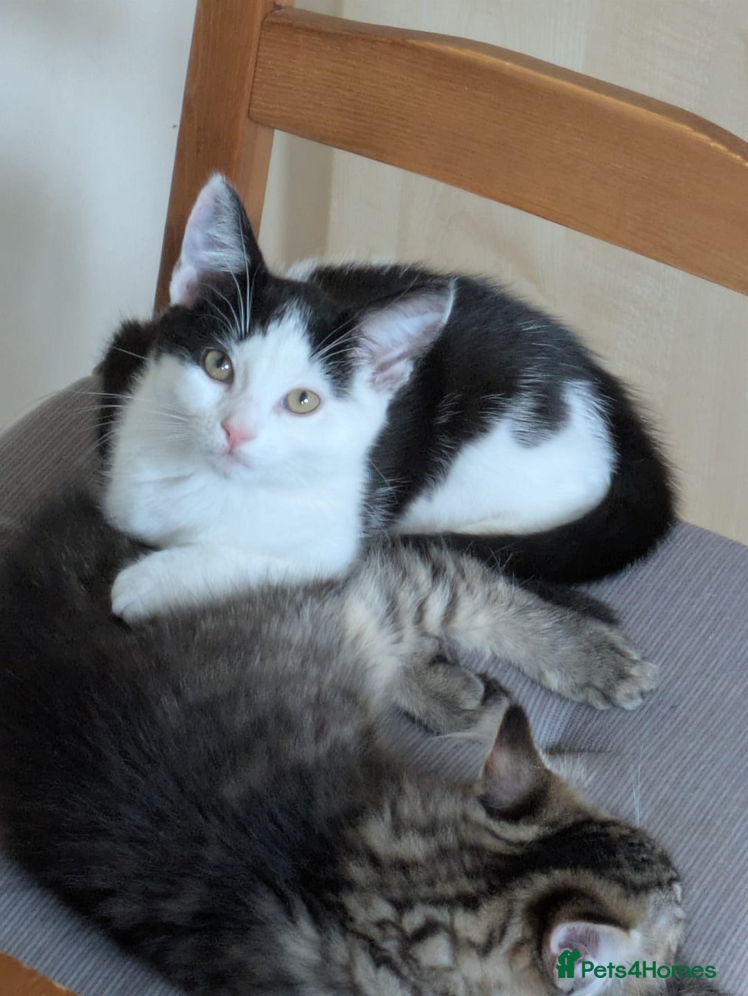 Domestic Shorthair cats for sale: Kind Homes Only – 4 Beautiful Healthy Kittens in Edgware - Image 22